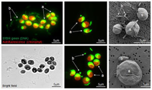 Algae–prokaryote associations in phototrophic high pH–high alkalinity cultures containing Chlorella sorokiniana strain SLA-04. a: algal cells, b: bacterial cells; s: algal sheath. (Images courtesy of Dr. Huyen Bui, Center of Biofilm Engineering, Montana State University)