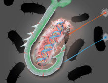 Graphical representation of the cellulose hook approach. (Devin Doud)