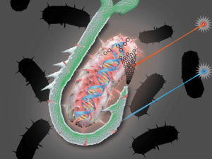 Graphical representation of the cellulose hook approach. (Devin Doud)