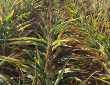 Sorghum variety BTx642 grown in Central Valley at temperatures around 100 degrees for 65 days without water. It is still green and filling grain to almost the same extent as plants that were watered weekly. (Jeffrey Dahlberg, UC ANR Agricultural Research and Extension Center)