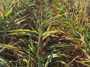 Sorghum variety BTx642 grown in Central Valley at temperatures around 100 degrees for 65 days without water. It is still green and filling grain to almost the same extent as plants that were watered weekly. (Jeffrey Dahlberg, UC ANR Agricultural Research and Extension Center)