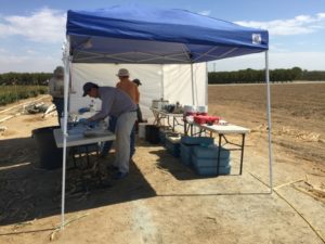 Field lab set up and torn down each week – with centrifuges, vortexers, liquid nitrogen and dry ice – to fast freeze all root, leaf and rhizosphere samples. Pictured left to right: Jeff Dahlberg, Cheng Gao, Julie Sievert, Joy Hollingsworth. (Peggy G. Lemaux)