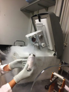 Once collected, 30-40 gram leaf samples are frozen and then pulverized to provide homogenous samples to multiple labs. Study co-author Mary Madera uses the freezer mill that is used to grind the samples in a bath of liquid nitrogen after frozen samples are first pounded to fit into the canister that is inserted into the freezer mill. (Peggy G. Lemaux)