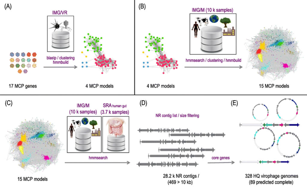 Virophage discovery pipeline. (A) MCP amino acid sequences from reference isolated genomes and published metagenomic contigs were queried against the IMG/VR database with stringent e value cutoffs. All homologous sequences detected were then clustered together to build four independent MCP profiles. (B) The resulting four MCP models were used to recruit additional homologous sequences from the entire IMG/M system. All new sequences were clustered, and models were built creating a final set of 15 unique MCP HMMs. (C) These 15 unique MCP HMMs were then used to search two different databases for homologous sequences: the IMG/M system and a custom assembled human gut database containing 3771 samples from NCBI’s Sequence Read Archive (SRA). (D) The resulting set of 28,294 non-redundant (NR) sequences with stringent e value cutoffs was filtered by size and e by the presence of the four core virophage genes (high-quality genomes; HQ virophages). Finally, completeness of novel metagenomic virophage genomes wsa predicted based on circularity or presence of inverted terminal repeats (ITR). (Figure from Paez-Espino et al. Microbiome (2019) 7:157 https://doi.org/10.1186/s40168-019-0768-5)