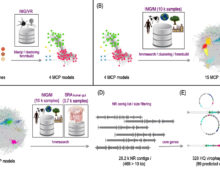 Virophage discovery pipeline. (A) MCP amino acid sequences from reference isolated genomes and published metagenomic contigs were queried against the IMG/VR database with stringent e value cutoffs. All homologous sequences detected were then clustered together to build four independent MCP profiles. (B) The resulting four MCP models were used to recruit additional homologous sequences from the entire IMG/M system. All new sequences were clustered, and models were built creating a final set of 15 unique MCP HMMs. (C) These 15 unique MCP HMMs were then used to search two different databases for homologous sequences: the IMG/M system and a custom assembled human gut database containing 3771 samples from NCBI’s Sequence Read Archive (SRA). (D) The resulting set of 28,294 non-redundant (NR) sequences with stringent e value cutoffs was filtered by size and e by the presence of the four core virophage genes (high-quality genomes; HQ virophages). Finally, completeness of novel metagenomic virophage genomes wsa predicted based on circularity or presence of inverted terminal repeats (ITR). (Figure from Paez-Espino et al. Microbiome (2019) 7:157 https://doi.org/10.1186/s40168-019-0768-5)