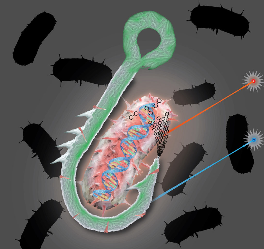 Graphical representation of the cellulose hook approach. (Devin Doud)