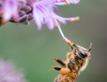 Honey bees metabolize pollen with the help of their gut microbiota. (Photo by Jason Leung on Unsplash )