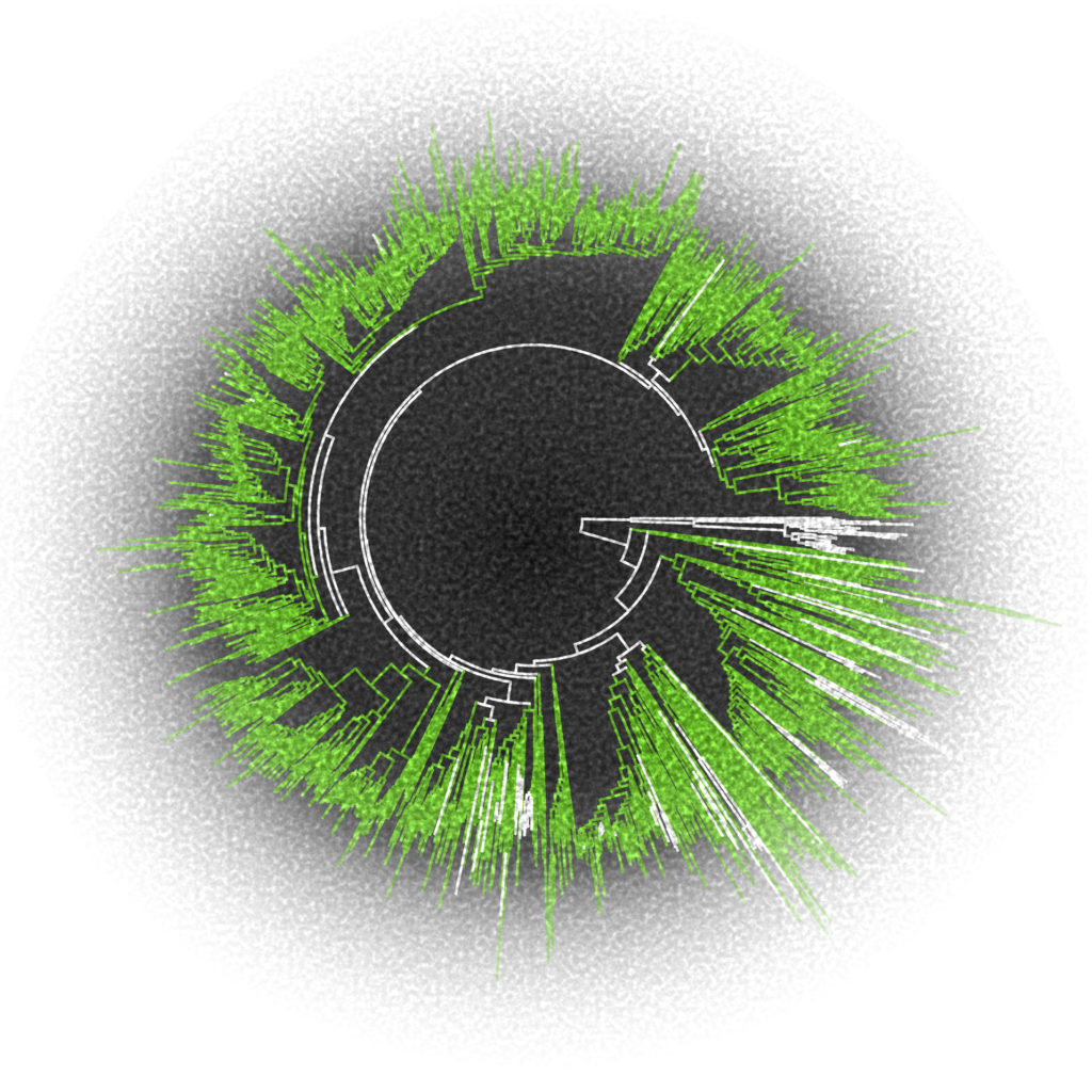 Metagenomic expansion of the diversity of the Nucleocytoplasmic Large DNA Viruses. The phylogenetic tree shows 2074 giant virus metagenome-assembled genomes (green) together with 205 previously published viral genomes (white). (Frederik Schulz)