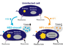 How a cell behaves as virocell largely depends on the infecting virus and the genomic similarity between host and virus. Pseudoalteromonas was infected with two unrelated viruses: siphovirus PSA-HS2 and podovirus PSA-HP1. The infections transformed the same bacterial host into two very different virocells, HS2-virocell and HP1-virocell. The HS2 siphovirus genome was much more similar to the host than the genome of HP1 podovirus and had better access to recycle existing host resources. In contrast, the HP1 podovirus needed to work harder at obtaining the resources needed for infection, and reprogrammed multiple host metabolisms. HS2 virocells had a comparatively higher fitness than HP1 virocells. (Figure by Cristina Howard-Varona)