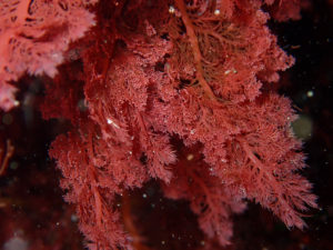 Underwater photo of Plocamium pacificum,  a seaweed that is the farthest along in the sequencing efforts, and a good example of work being done in this project. (Moore lab)