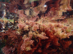 Underwater image of the side of a tide pool during a seaweed collecting trip in La Jolla, Calif.  At the center top alga is Laurencia pacifica, and the center bottom alga is Plocamium pacificum. (Moore lab)