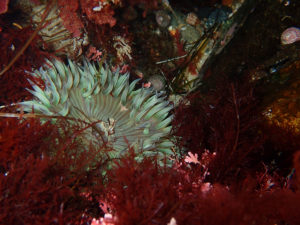 Seen during a seaweed collecting trip in La Jolla, Calif.  This is a species of Gelidium and a nice "solitary anemone" (Anthopleura sola). (Moore lab)