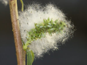 Female S. purpurea flowers. (Larry Smart, Cornell University)