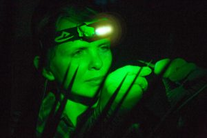 Karolina Heyduk conducting research in growth chamber in both night and daylight conditions. The following info. is provided by Heyduk 1) I cut leaf samples and use them for RNA analysis. This gives us an idea of what genes are expressed in that tissue at the time I harvested them. 2) I take gas measurements because it tells us when the plant is conducting gas exchange – CO2 into the leaf, water vapour out. For C3 plants, this happens during the day. For CAM plants, gas exchange happens at night. Gas exchange patterns are a way for us to assess whether a plant is C3 or CAM. 3) Green light is needed at night because plant stomata (pores on the leaves that allow for gases to enter and exit) respond to blue and red light. Plants are green to us because they reflect green light back while absorbing red and blue! To avoid stomatal opening, we keep to green lights. A key trait of CAM photosynthesis is that plants take up carbon at night and fix it then, as opposed to doing it during the daytime, like C3 plants. Because CAM is active at night, we have to check for gas exchange and gene expression throughout the day/night cycle to capture both C3 and CAM traits.