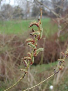 Male S. purpurea flowers. (Larry Smart, Cornell University)