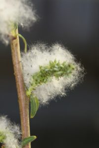 Female S. purpurea flowers. (Larry Smart, Cornell University)