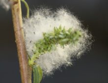 Female S. purpurea flowers. (Larry Smart, Cornell University)