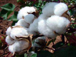 Upland cotton (G. hirsutum). (Cotton Inc.)