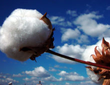 cotton boll G. hirsutum (Cotton Inc)