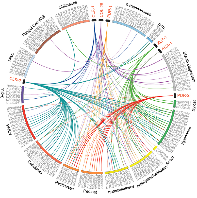 This figure shows overlapping regulation by the transcription factors responsible for turning on enzymes for digesting the plant cell wall. The lines connect transcription factors to degradative enzymes that the factors transcriptionally control. Many enzymes can be controlled by multiple transcription factors, and might explain the capability of filamentous fungi to fine tune expression of given enzymes given a particular resource. (From Wu et al, PNAS)