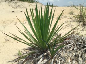 Yucca gloriosa exhibits the intermediate traits of a CAM-C3 hybrid. (Courtesy of Karolina Heyduk)