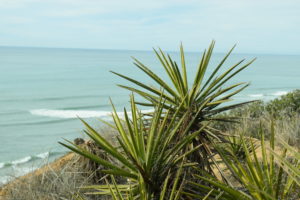 Spanish dagger (Yucca schidigera) performs CAM. (Courtesy of Karolina Heyduk)