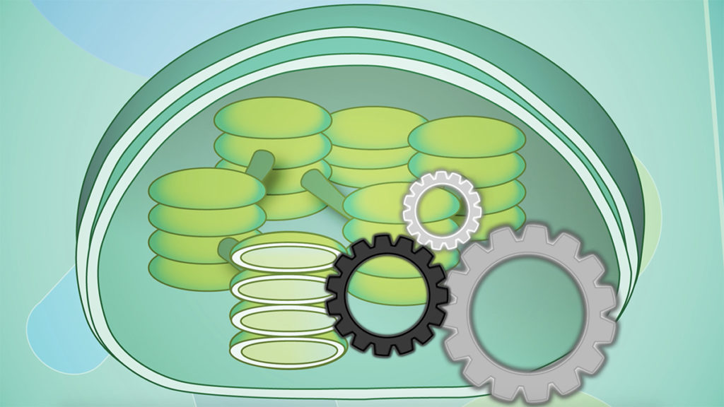 Click on the image or go here (https://youtu.be/hyVCOypK2Uw) to watch the Synthetic Chloroplast Production Using a Microfluidic Platform" video from the Max Planck Society.