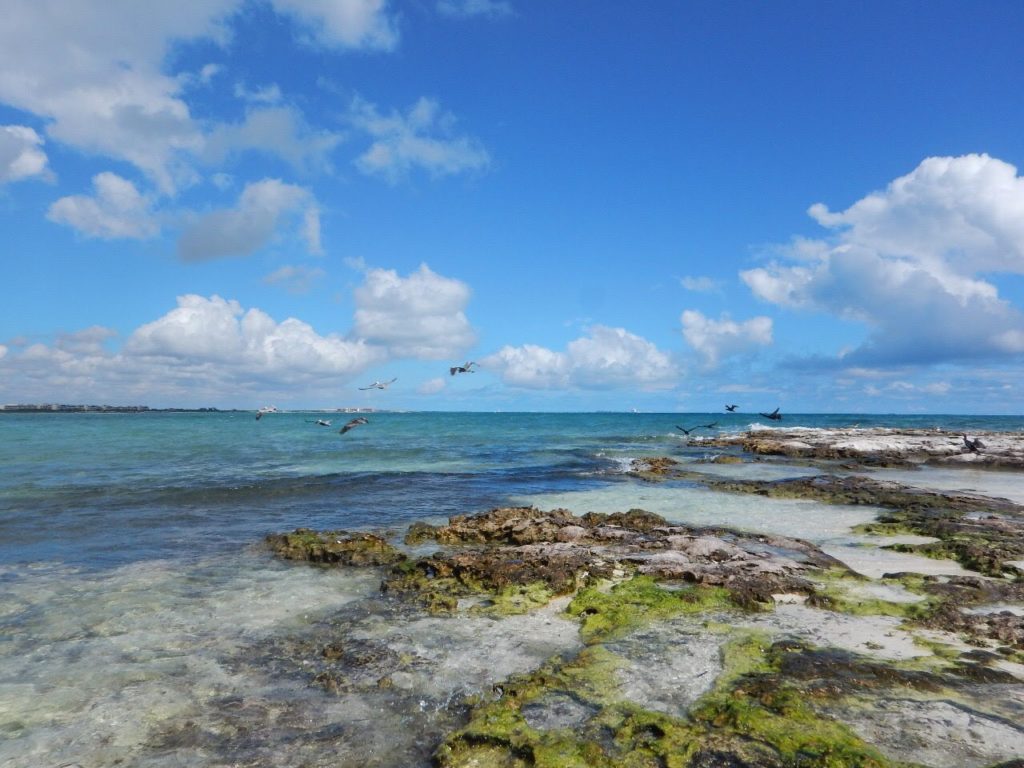 One of the reef study sites in Puerto Morelos, Mexico (Caribbean Sea), where the team collected the shallow water starlet coral (Siderastrea radians). (Sergio Guendulain-García)