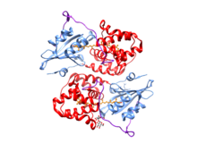 An example protein structure: the orange carotenoid protein. Proteins would be easier to align if they could be vectorized, acccording to Sevim. (Kerfeld lab group)