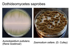 Dothideomycete saprobes