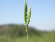 Brachypodium distachyon, the model species for temperate cereals and biofuel crop grasses with a growing pangenome of one hundred genomes. Spain: Huesca, Ibieca, San Miguel de Foces. (Photography credits: Pilar Catalán)