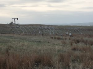 One of the EDGE field sites (Hays, Kansas) testing plants against drought conditions. This is one of the sites at which Pankaj Trivedi collected bacteria for his synthetic consortia. (Courtesy of Pankaj Trivedi)