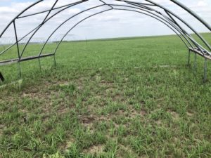 The structures enclosing the plots are called “rainout shelters.” They allow scientists to control the amount of precipitation falling on the plants in order to simulate drought conditions. (Courtesy of Pankaj Trivedi)