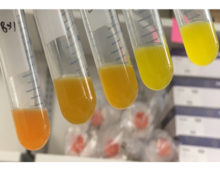 Gradient of the betaxanthins production in yeast across various different cultures. (Courtesy of Matthew Deaner)