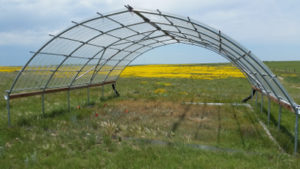 The structures enclosing the plots are called “rainout shelters.” They allow scientists to control the amount of precipitation falling on the plants in order to simulate drought conditions.