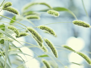 Setaria viridis in greenhouse,. Courtesy Danforth Center