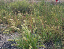 Green millet (Setaria viridis) plant collected in the wild. (Courtesy of the Kellogg lab)