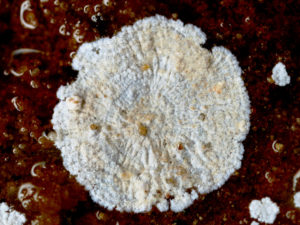 Actinomycetes bacteria via Oregon Caves Flickr CC BY-2.0