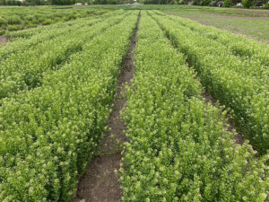 High oleic pennycress. (Courtesy of Ratan Chopra)