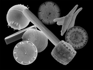 Scanning electron micrographs of diverse diatoms. (Credits: Diana Sarno, Marina Montresor, Nicole Poulsen, Gerhard Dieckmann)