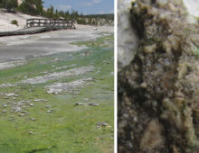 Red algal life at the extremes. Left: Cyanidiophyceae thriving in hot springs at Yellowstone National Park at Yellowstone National Park. Right: Rock dwelling Galdeiereia phelgrea (green band in image) growing near Yellowstone hot springs. (D. Bhattacharya)