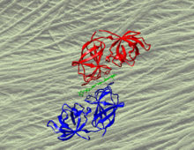 Expansin complex with cell wall in background. (Courtesy of Daniel Cosgrove)