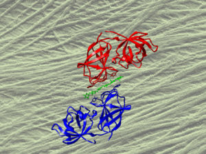 Expansin complex with cell wall in background. (Courtesy of Daniel Cosgrove)