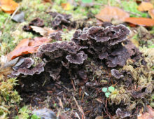 The genome of the common fiber vase or Thelephora terrestris was among those used in the study. (Francis Martin)