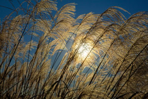 Miscanthus grasses. (Roy Kaltschmidt/Berkeley Lab)