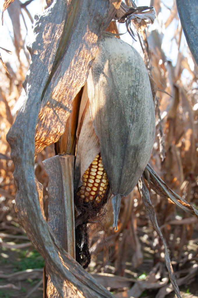 The dying corn stalks allow light to fall on the field floor, encouraging photosynthesizing cyanobacteria to grow. (Alison F. Takemura)