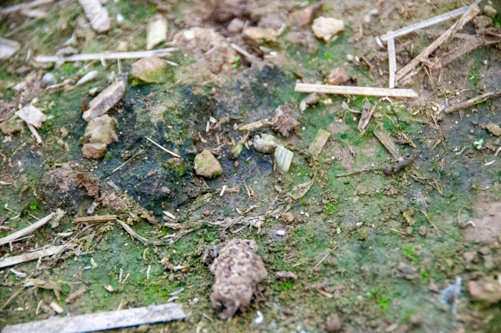 We spy many such patches of microbial growth in the corn maze. (Alison F. Takemura)