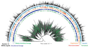 The GEM catalog expands the bacterial and archaeal orders as seen on the phylogenetic tree, with new lineages of uncultivated genomes from the GEM catalog (in green) and previously existing reference genomes (in gray). Around the phylogenetic tree, the strip charts indicate if an order is uncultured (blue; represented only by metagenome-assembled genomes or MAGs) or cultured (gray; represented by an isolate genome). The next four strip charts indicate the environmental distribution, while the bar plot indicates the number of genomes from the GEM catalog recovered from each order. (Stephen Nayfach)