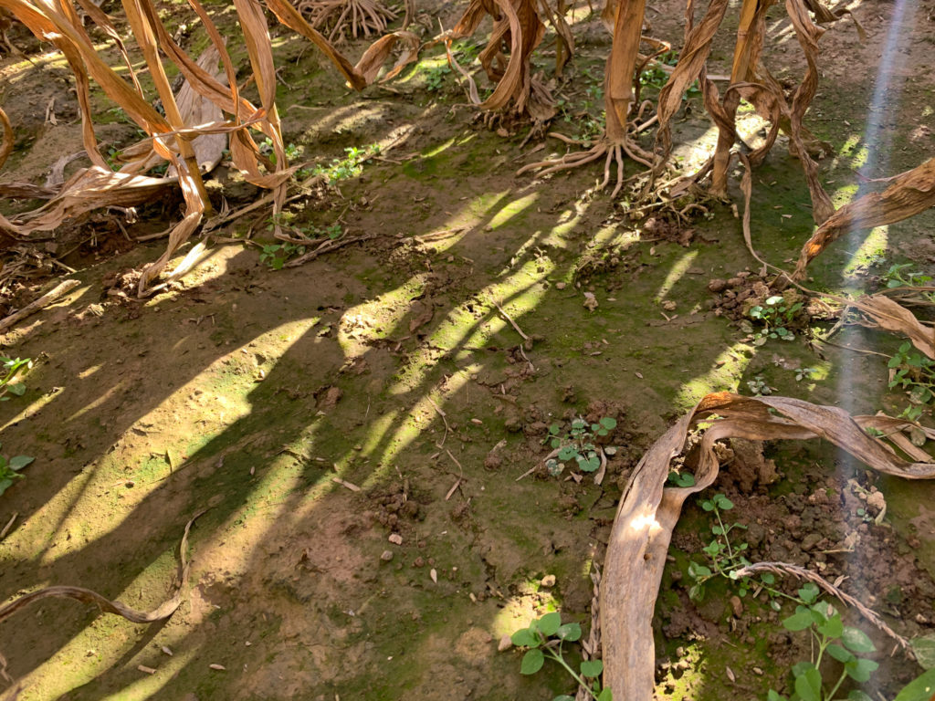 In the fall, soil at Pennsylvania farms turns green. A biofilm microbial community has bloomed. (Alison F. Takemura)