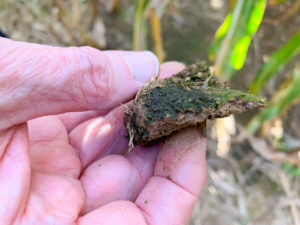 The dark green biofilm is about as thick as the edge of a fingernail. (Alison F. Takemura)